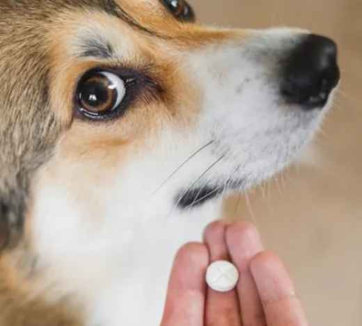 Picture for category Pill Assist Treats & Supplies